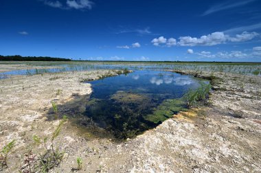 Everglades Ulusal Parkı 'ndaki habitat yenileme projesi üzerine yaz bulutları.