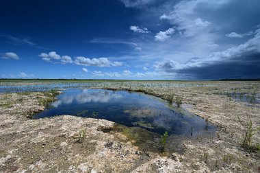 Everglades Ulusal Parkı 'ndaki habitat yenileme projesi üzerine yaz bulutları.