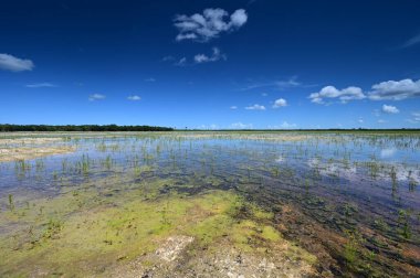Everglades Ulusal Parkı 'ndaki habitat yenileme projesi üzerine yaz bulutları.