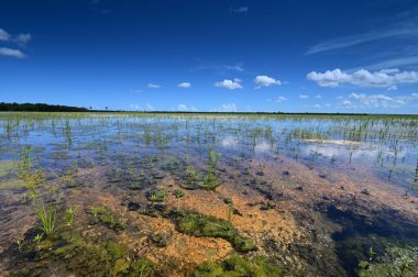 Everglades Ulusal Parkı 'ndaki habitat yenileme projesi üzerine yaz bulutları.