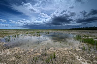 Everglades Ulusal Parkı 'ndaki habitat yenileme projesi üzerine yaz bulutları.