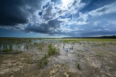 Everglades Ulusal Parkı 'ndaki habitat yenileme projesi üzerine yaz bulutları.