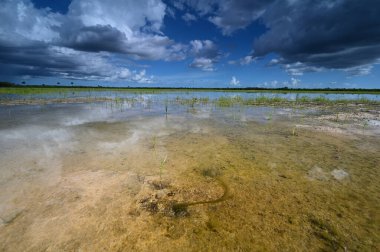 Everglades Ulusal Parkı 'ndaki habitat yenileme projesi üzerine yaz bulutları.