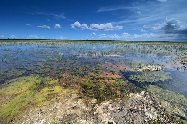 Everglades Ulusal Parkı 'ndaki habitat yenileme projesi üzerine yaz bulutları.
