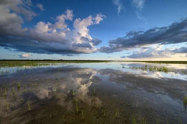 Paysage nuageux estival sur le projet de restauration de l'habitat dans le parc national des Everglades. — Photo