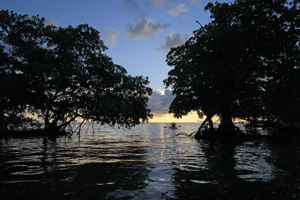 Kajakář zkoumá mangrovové pobřeží v Bear Uříznuté Key Biscayne, Florida. — Stock fotografie