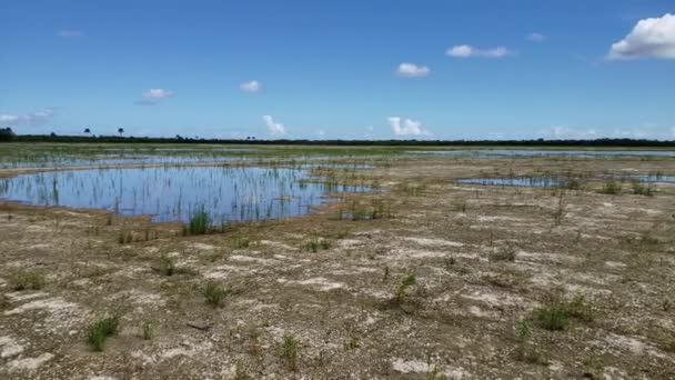 Proyecto de restauración Hole-in-the-Donut en el Parque Nacional Everglades, Florida 4K. — Vídeos de Stock