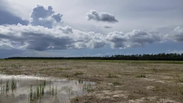 Proyecto de restauración Hole-in-the-Donut en el Parque Nacional Everglades, Florida 4K. — Vídeo de stock