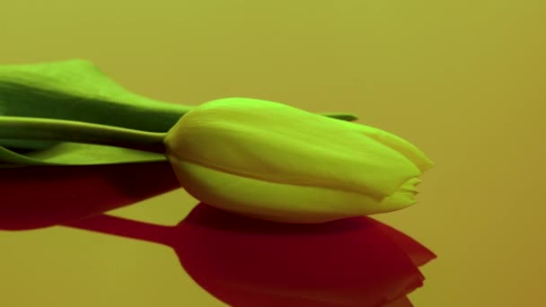 Camera Slides Yellow Tulip Lying Yellow Background — Stock Video