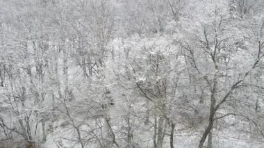 kar ağaç dalları. Dron tarafından vurdu
