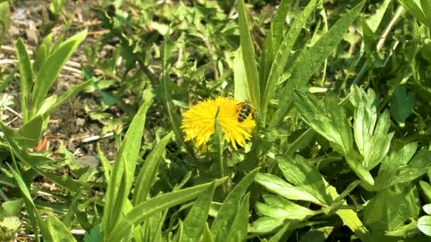 Primer Plano Una Abeja Diente León Amarillo — Vídeo de stock