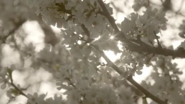 arka ışıkta beyaz çiçeklerile ağaç, yakın çekim