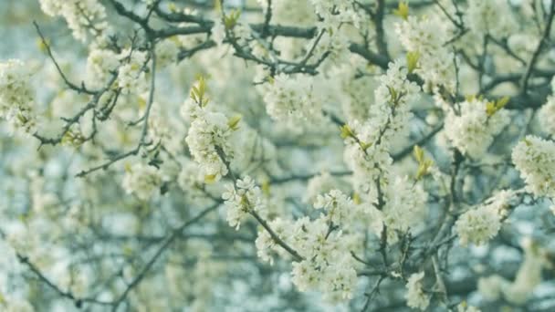 Nahaufnahme Weißer Blumen Auf Einem Baum Frühling — Stockvideo