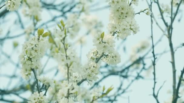 Närbild Vita Blommor Ett Träd Våren — Stockvideo