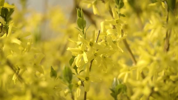 Voorjaar Close Van Bloeiende Boom Met Gele Bloemen — Stockvideo