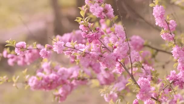 Primavera Primer Plano Del Árbol Con Flores Color Rosa — Vídeo de stock