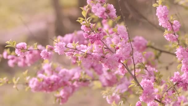 Primavera Primer Plano Del Árbol Con Flores Color Rosa — Vídeos de Stock