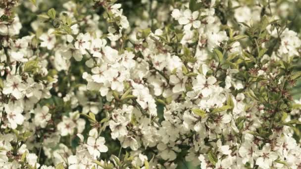 Frühling Blühende Apfelbäume Aus Nächster Nähe Weiße Blumen Auf Dem — Stockvideo