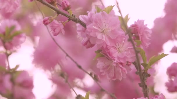 Primavera Primo Piano Albero Fiorito Con Fiori Rosa — Video Stock