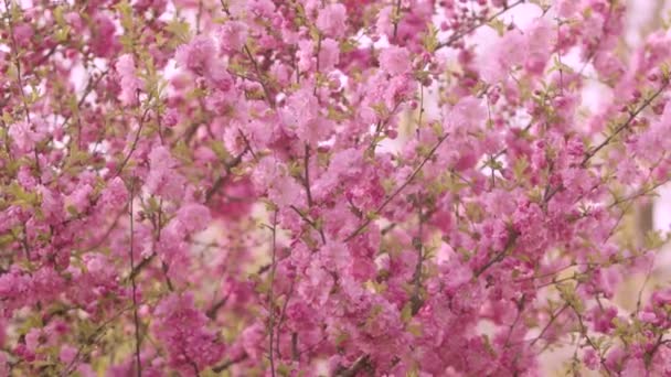 Spring Closeup Flowering Tree Pink Flowers — Stock Video