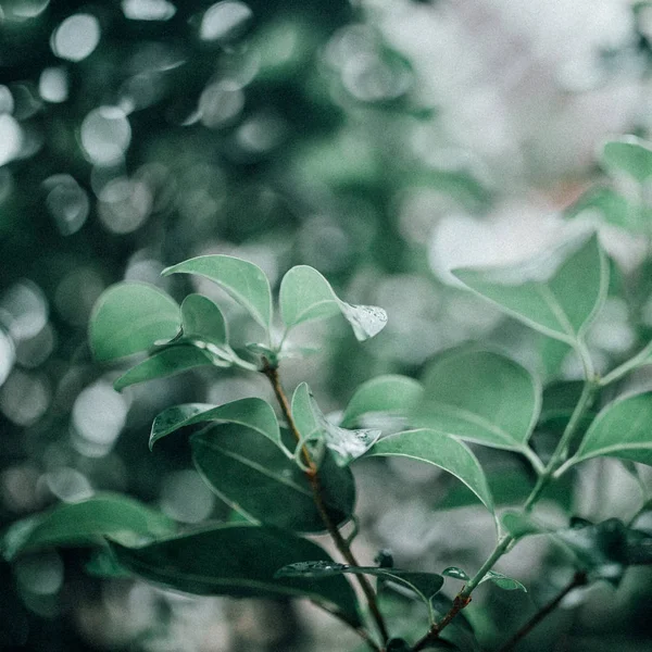 Hermosas Hojas Verdes Fondo — Foto de Stock