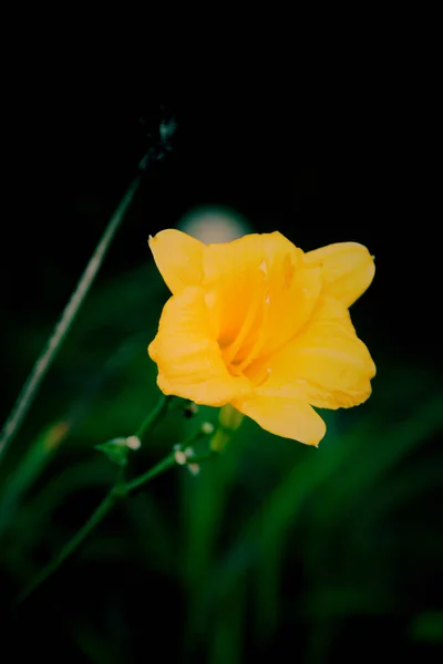 Beautiful yellow flower on dark background