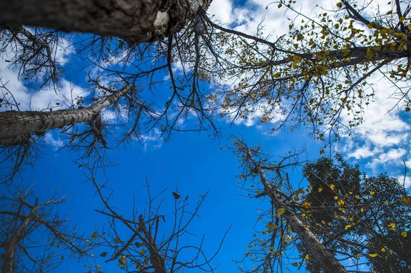 Hermoso Paisaje Otoño Fondo — Foto de Stock