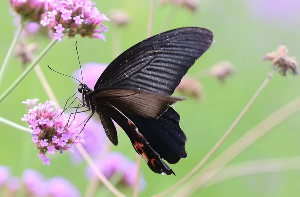 butterfly on a flower in the garden