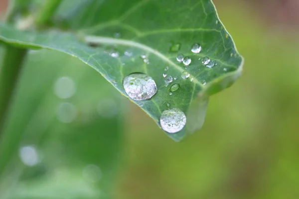 Gocce Acqua Nell Erba Gocce Rugiada — Foto Stock