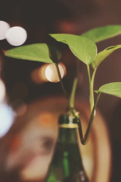 Hermoso Plano Botánico Fondo Pantalla Natural — Foto de Stock