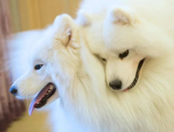 portrait of two dogs at home