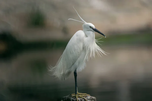 Garza Blanca Nido — Foto de Stock