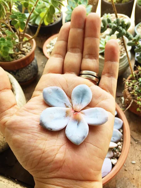 hands holding a flower in the hand