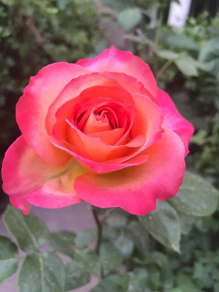 Primer Plano Hermosas Flores Rosas Flor — Foto de Stock