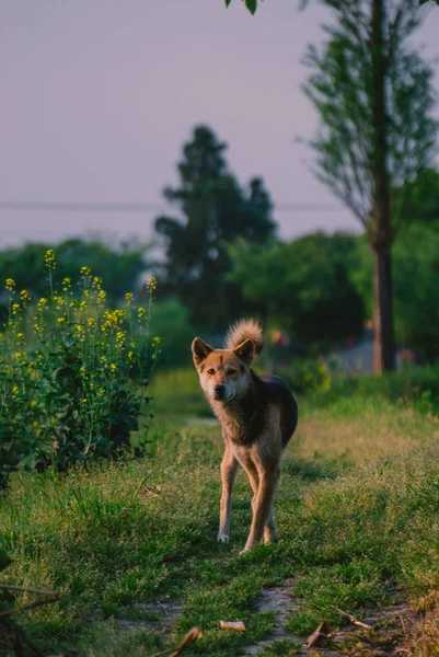 portrait of dog outside at day time