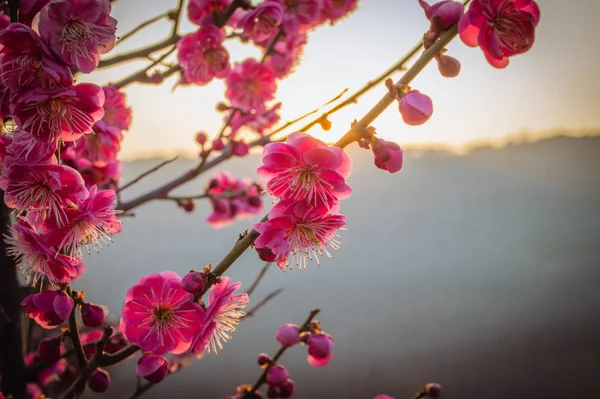 The plum flowers in the sunset