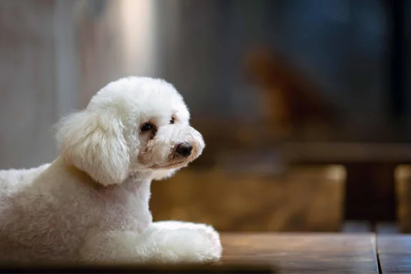 Lindo Perro Peludo Concepto Animal — Foto de Stock