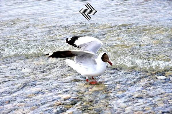 White seagull standing in water