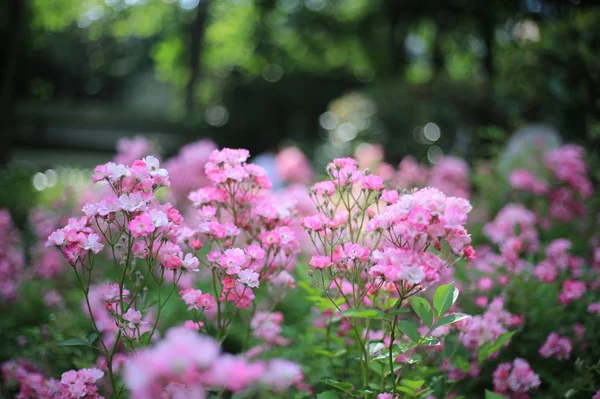 Schöne Rosa Blumen Garten — Stockfoto