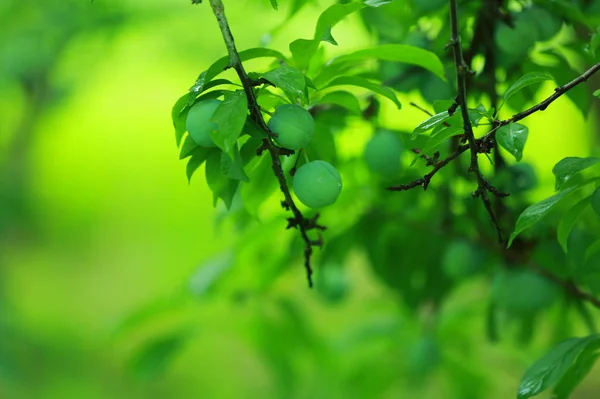 Hojas Verdes Bosque — Foto de Stock