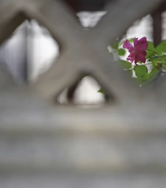 房子墙上的花 — 图库照片