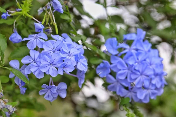 Szép Pályázat Tavaszi Virágok Kertben — Stock Fotó