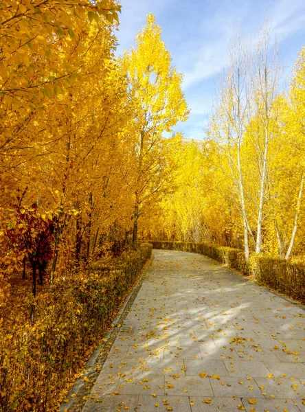 golden road in autumn park.