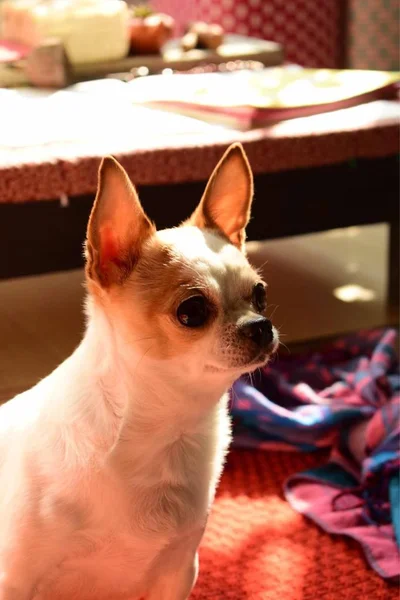 Adorable Lindo Perro Mascota — Foto de Stock