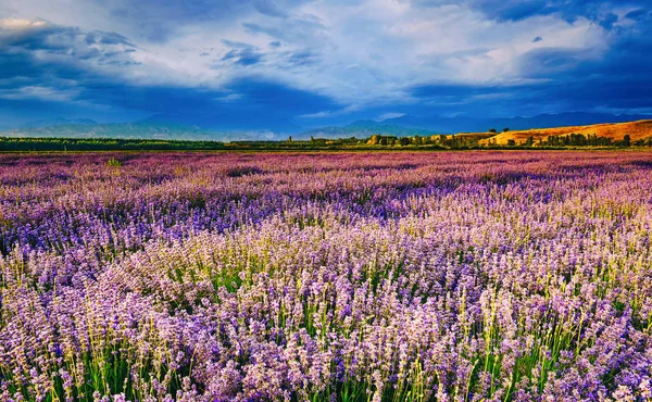 beautiful landscape with flowers and blue sky