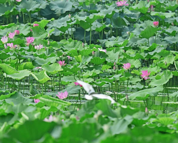 Hermosas Plantas Loto Estanque — Foto de Stock