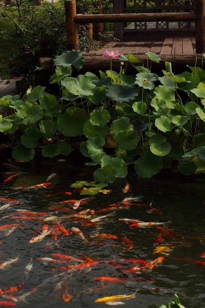 beautiful flowers in the garden of the pond