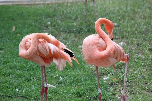 Flamingo Rosa Pássaros Flora Natureza — Fotografia de Stock