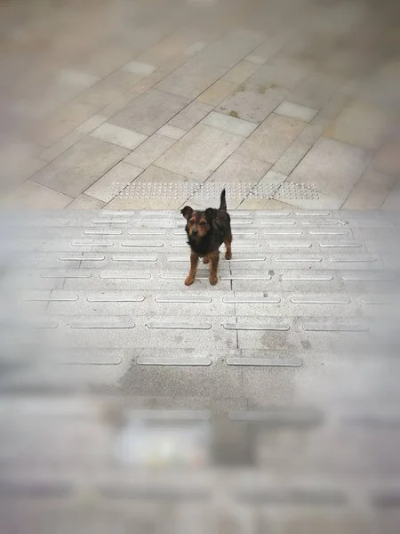 portrait of dog outside at day time