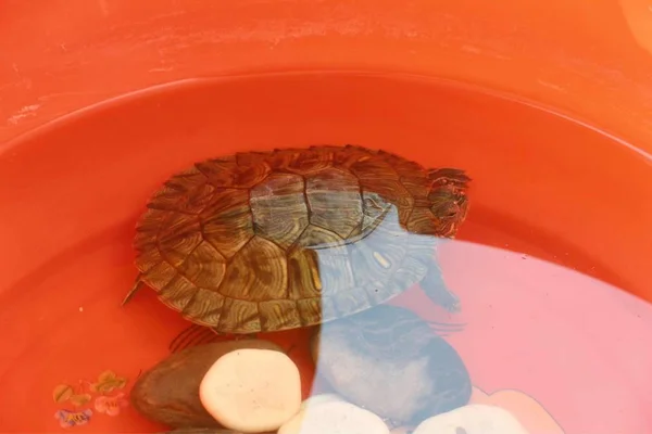 Turtle Red Sea — Stock Photo, Image